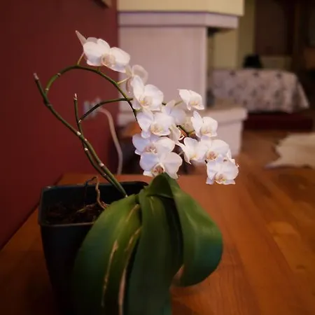 Jekov Apartment